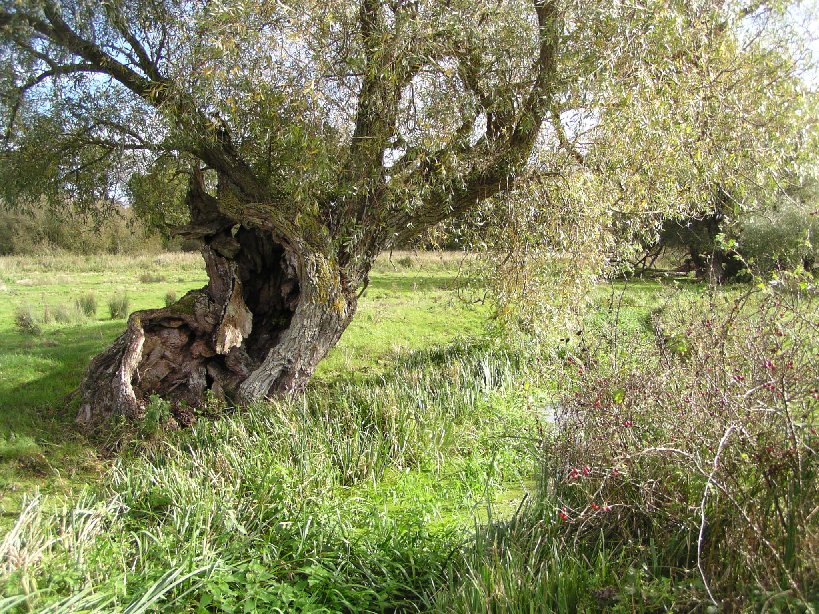 Ancient willow pollard