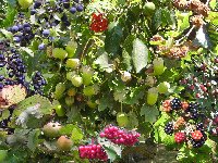 Autumn's fruits