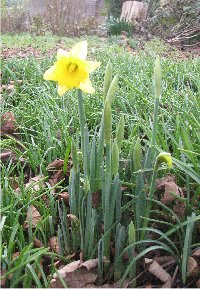Early daffodil