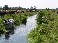 Cow eating aqautic weed