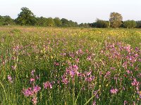 Valley hay meadow