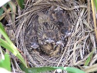 Young reed buntings