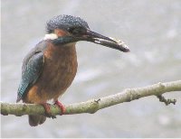 Kingfisher with a minnow