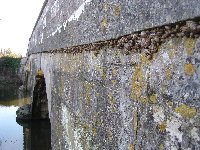 Snails on Ibsley Bridge
