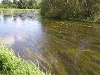 Heavy weed growth in the Avon