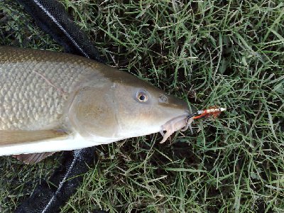 Barbel on the fly