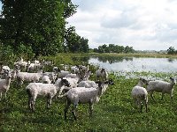 Flooded grazing