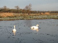 Swans on the ice