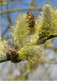 Honey bees collecting pollen