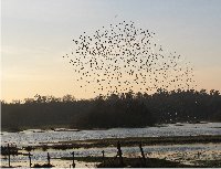 Black-tailed godwits at Blashford