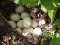 A clutch of Mallard eggs