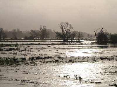 Flooded meadows