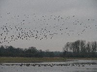 Lapwing and Black tailed godwits
