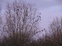 Gathering Cormorants