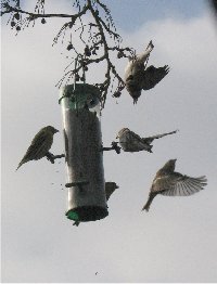Garden bird feeder