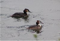 A pair of Great crested grebe