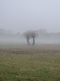Pollards in the mist