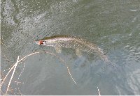 A pike on the spinner