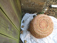 Collecting bees in a skep