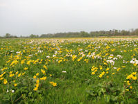 Water meadows in April