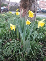 First dafs of the year