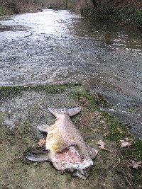 Salmon killed by otter
