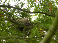 Late nesting dove