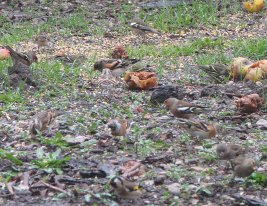 Finches and a sparrow