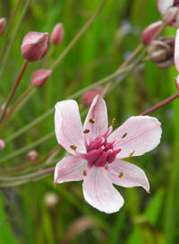 Close-up of flowering rush
