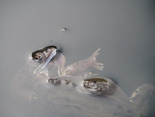 Spawning frogs