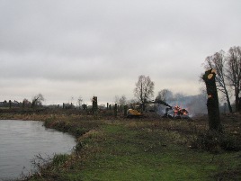 willow clearance