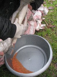 Stripping a hen salmon