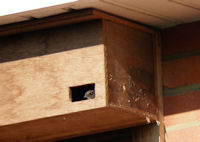 Commonswift at nestbox