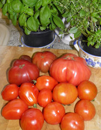 Last of the tomato crop