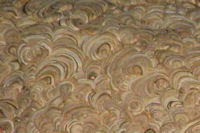 Close-up of wasp nest