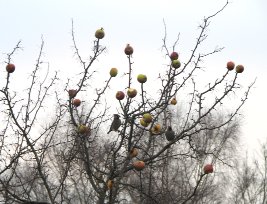 Waxwings on apples
