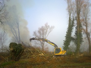 Clearing willow