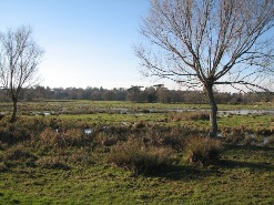 Flooded water meadows