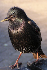 Our Starling