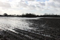 Flooded maize