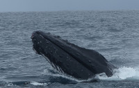 Hump backed whale