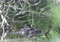 Little grebe nest