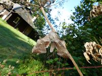 Poplar Hawk Moth