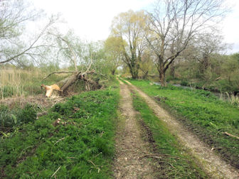 Felled willow