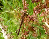 Brown hawker dragonfly