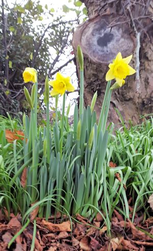 Early daffodil