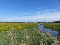 Kingcups on the marsh