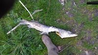 An ottered pike