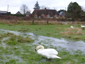 Swans on the Avon Valley Path
