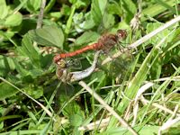Darter dragonflies